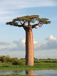 Photo:  Baobab trees store up to 32,000 gallons in their swollen trunks